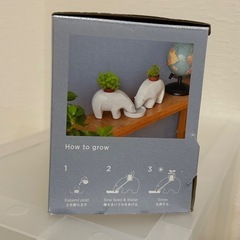 ベアプラント　bear plantの画像