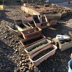 植木鉢　ガーデニングの画像