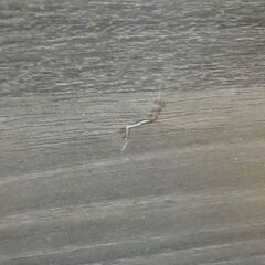 ハヤミ工産 自立式 テレビスタンド ～55v型対応 KF-950 寸法(約) W 700 × D 420 × H 843 mm の画像