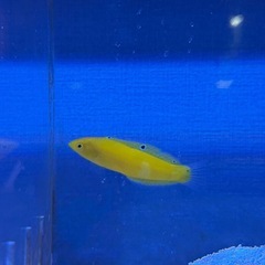 海水魚　コガネキュウセン　ベラの画像