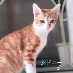 とても美形な茶白君