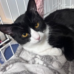 ハチワレのハイジ