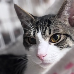 甘える白きじアンジー