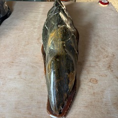 銘石　床の間　置物の画像