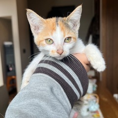 生後2ヶ月三毛ちゃん🐱