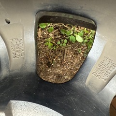 MKー46ML 8J−16 スタッドレス2019年ジオランダー245/70R16
の画像