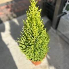 ゴールドクレストの画像