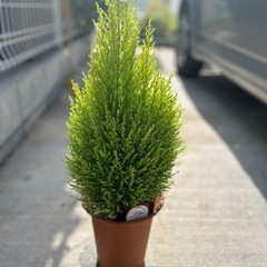 ゴールドクレストの画像