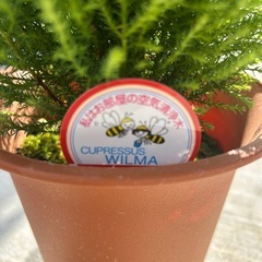 ゴールドクレストの画像