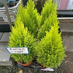 ゴールドクレストの画像