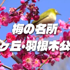 都内有数の梅の名所「羽根木公園」の梅まつりいこう！（花見の…