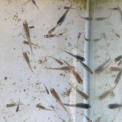 メダカをまとめて格安での画像