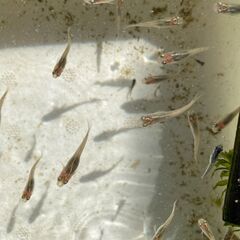 メダカをまとめて格安での画像