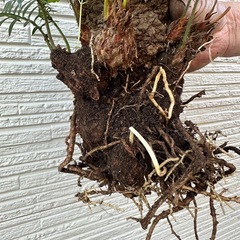 #No.15 子株たっぷり ソテツの画像