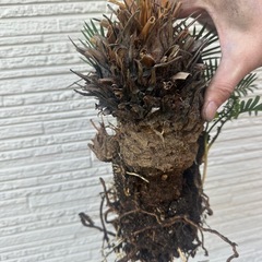 #No.15 子株たっぷり ソテツの画像