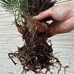 #No.15 子株たっぷり ソテツの画像