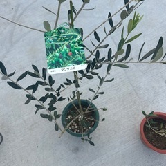 オリーブの木の画像