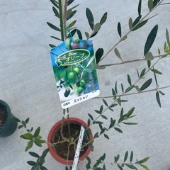 オリーブの木の画像