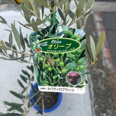 オリーブの木の画像