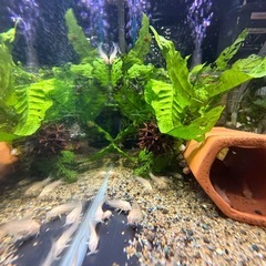 熱帯魚恵庭　　アルビノアエネウス、🟥赤ちゃん(稚魚)1.0cm前後10匹→2000円の画像