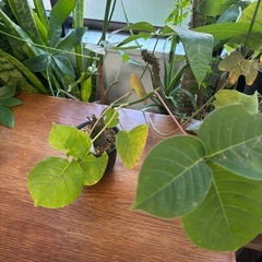 ボンバックス　プセウドボンバックス　エリプティクム　観葉植物　塊根植物　多肉植物　ビザールプランツ　レアプランツ　ガーデニング　植物　グリーン　趣味　盆栽　葉　花　庭　草　インテリア　おしゃれ　飾り　園芸　の画像