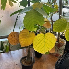 プセウドボンバックスエリプティクム　ボンバックス　塊根植物　観葉植物　ビザールプランツ　レアプランツ　ガーデニング　の画像