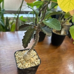 ユーフォルビア　アンボボンベンシス　観葉植物　塊根植物　多肉植物　ビザールプランツ　レアプランツ　ガーデニング　植物　グリーン　趣味　盆栽　葉　花　庭　草　インテリア　おしゃれ　飾り　園芸　の画像