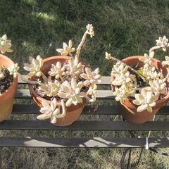 多肉植物鉢８個セットの画像