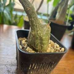 モモルディカ　ロストラータ　観葉植物　塊根植物　多肉植物　ビザールプランツ　レアプランツ　ガーデニング　植物　グリーン　趣味　盆栽　葉　花　庭　草　インテリア　おしゃれ　飾り　園芸　の画像