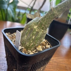 モモルディカ　ロストラータ　観葉植物　塊根植物　多肉植物　ビザールプランツ　レアプランツ　ガーデニング　植物　グリーン　趣味　盆栽　葉　花　庭　草　インテリア　おしゃれ　飾り　園芸　の画像