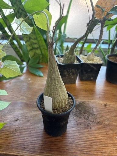 ゲランタルサス　マクロリザス　観葉植物　塊根植物　多肉植物　ビザールプランツ　レアプランツ　ガーデニング　植物　グリーン　趣味　盆栽　葉　花　庭　草　インテリア　おしゃれ　飾り　園芸　