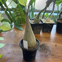 ゲランタルサス　マクロリザス　観葉植物　塊根植物　多肉植物　ビザールプランツ　レアプランツ　ガーデニング　植物　グリーン　趣味　盆栽　葉　花　庭　草　インテリア　おしゃれ　飾り　園芸　の画像