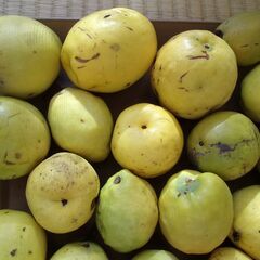 カリン　花梨　大小23個　の画像