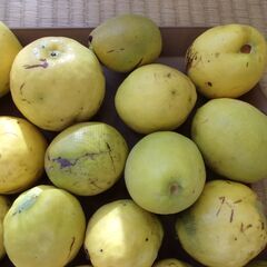 カリン　花梨　大小23個　の画像