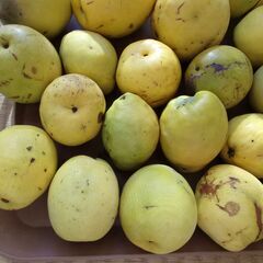 カリン　花梨　大小23個　の画像