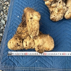 大和芋、イチョウ芋の画像