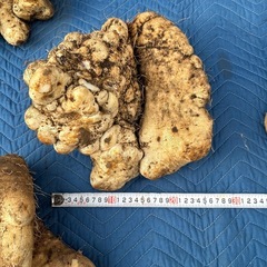 大和芋、イチョウ芋の画像