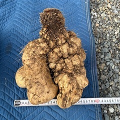 大和芋、イチョウ芋の画像