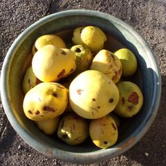 カリン　花梨　大小23個　の画像