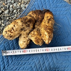 大和芋、イチョウ芋の画像