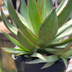 アガベブルーグローの子株を激安で！！の画像