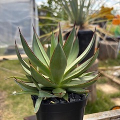 アガベブルーグローの子株を激安で！！の画像