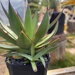 アガベブルーグローの子株を激安で！！の画像