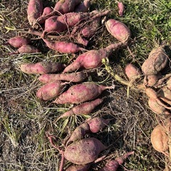 サツマイモの画像