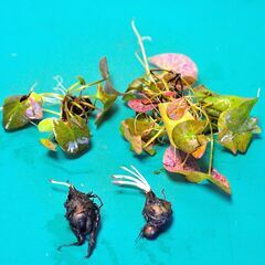  熱帯睡蓮 キーラルゴ 根茎２個 ＋ムカゴ苗2株 計4個セットの画像