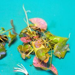  熱帯睡蓮 キーラルゴ 根茎２個 ＋ムカゴ苗2株 計4個セットの画像