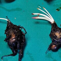  熱帯睡蓮 キーラルゴ 根茎２個 ＋ムカゴ苗2株 計4個セットの画像