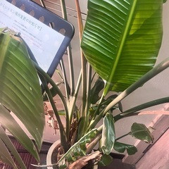 パワフルな観葉植物2の画像