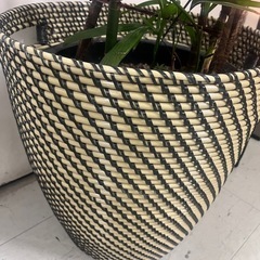 スマートな観葉植物3の画像