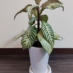 アフェランドラ・ダニア（ゼブリナ）／観葉植物・5〜6号鉢／美葉の良株の画像